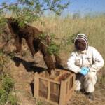 beekeeping news beekeepers events