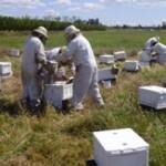 best bee pollination services united states api holdings