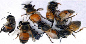 bee colony collapse protection for honey bees