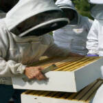 bee pollination services united states