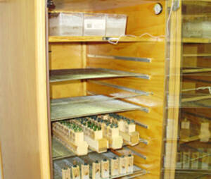 buy virgin queen bees and queen cells